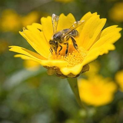 What Attracts Bees to Flowers: A Multifaceted Exploration of Nature’s Enchantment