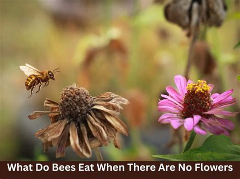 What do bees eat when there are no flowers: A multifaceted exploration